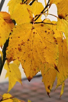 Acer pensylvanicum - javor pensylvánský - list podzim